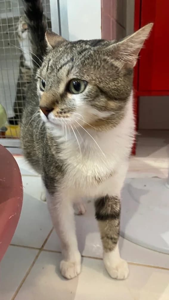 CHIRO, European Shorthair (Le Chat Doc)