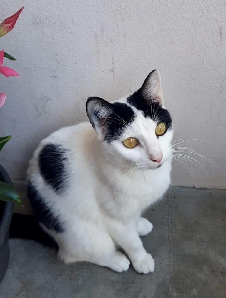 COCODAMOUR, female European Shorthair for adoption at Chat d