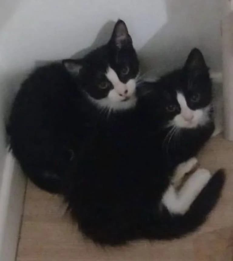 COMPAY SECUNDO,  European Shorthair for adoption at Le Chat Doc
