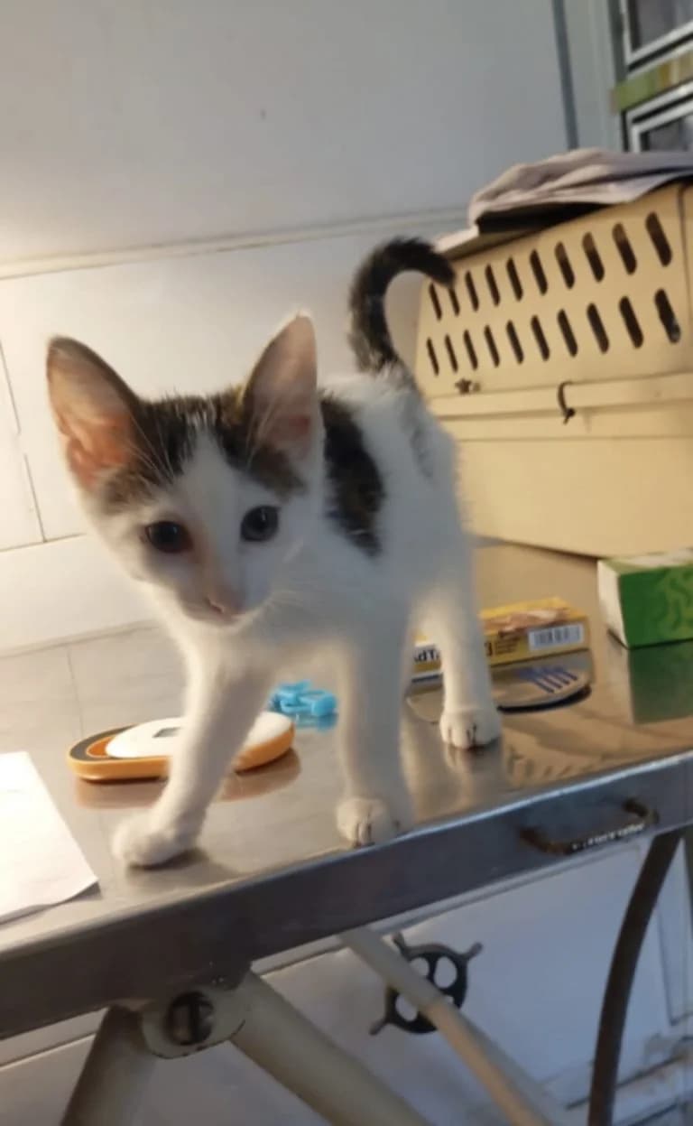 CORINTHE,  European Shorthair for adoption at Le Chat Doc