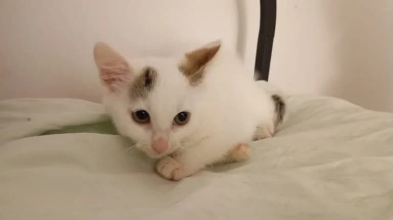 EDELWEISS, female European Shorthair for adoption at Chat d