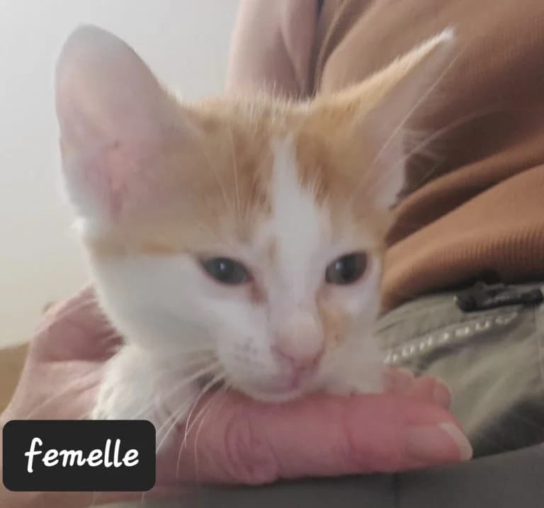 EMPEDAMOS,  European Shorthair for adoption at Le Chat Doc