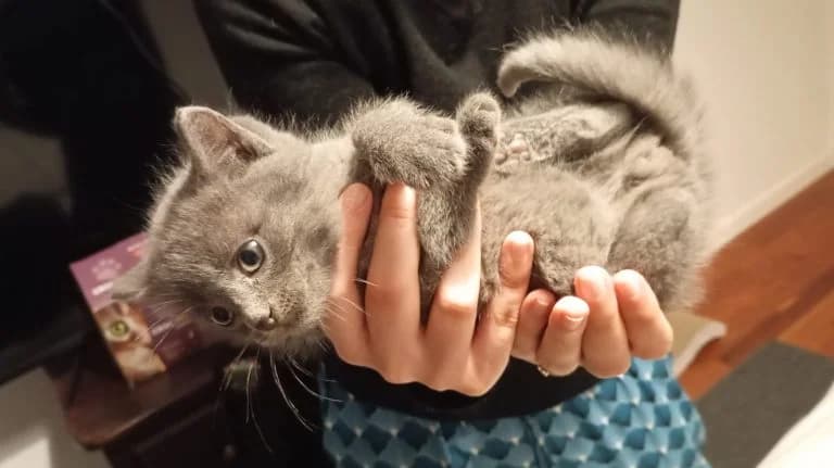 EROS,  European Shorthair for adoption at Le Chat Doc
