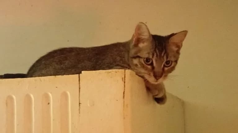 ETOILE DE,  Mixed Breed for adoption at Le Chat Doc
