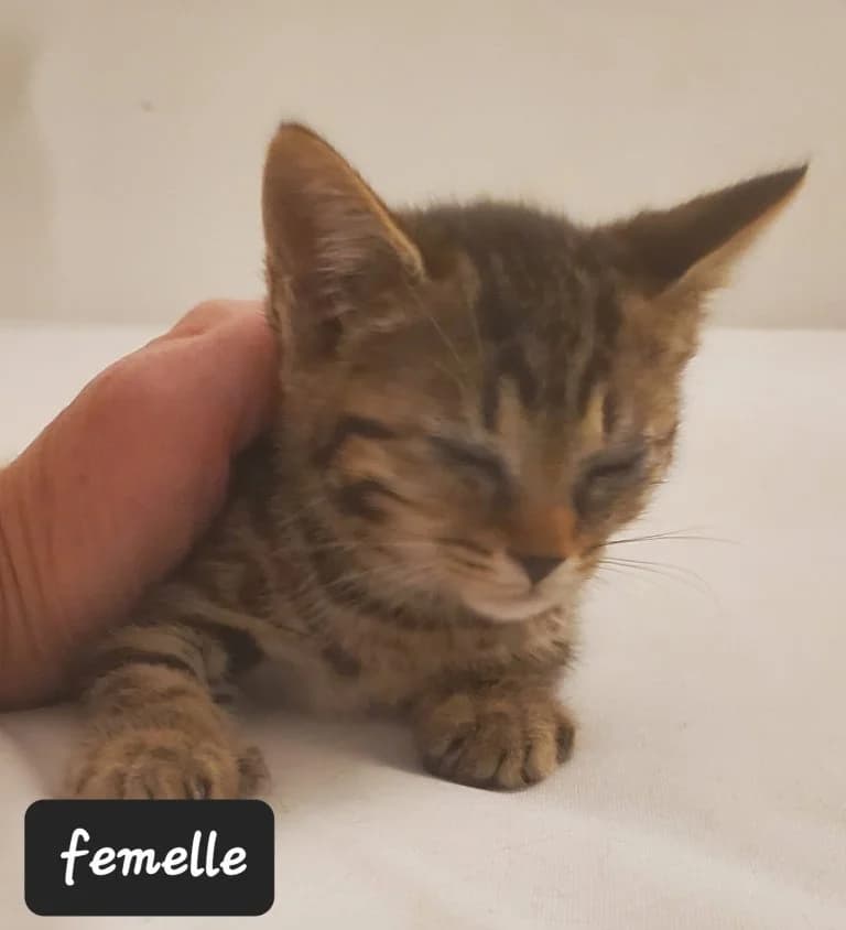 FAJITAS,  European Shorthair for adoption at Le Chat Doc