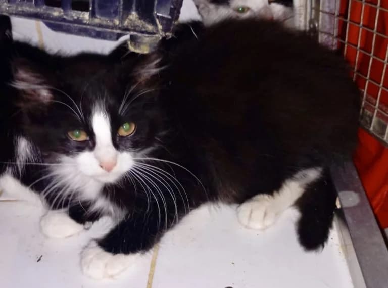 FIDEL CASTRO,  European Shorthair for adoption at Le Chat Doc