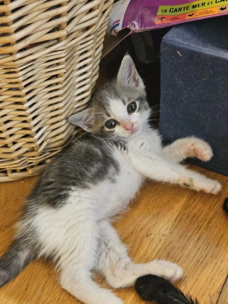 GAVROCHE, male puppy European Shorthair for adoption at Chat d