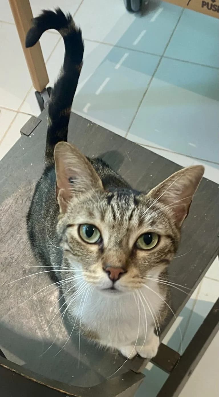 GREY, male Mixed Breed for adoption at Chat d