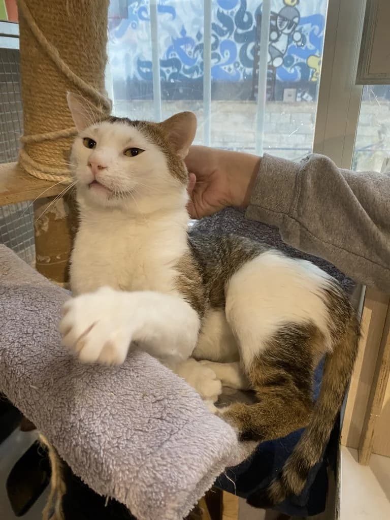 GRISOUILLE,  European Shorthair for adoption at Le Chat Doc