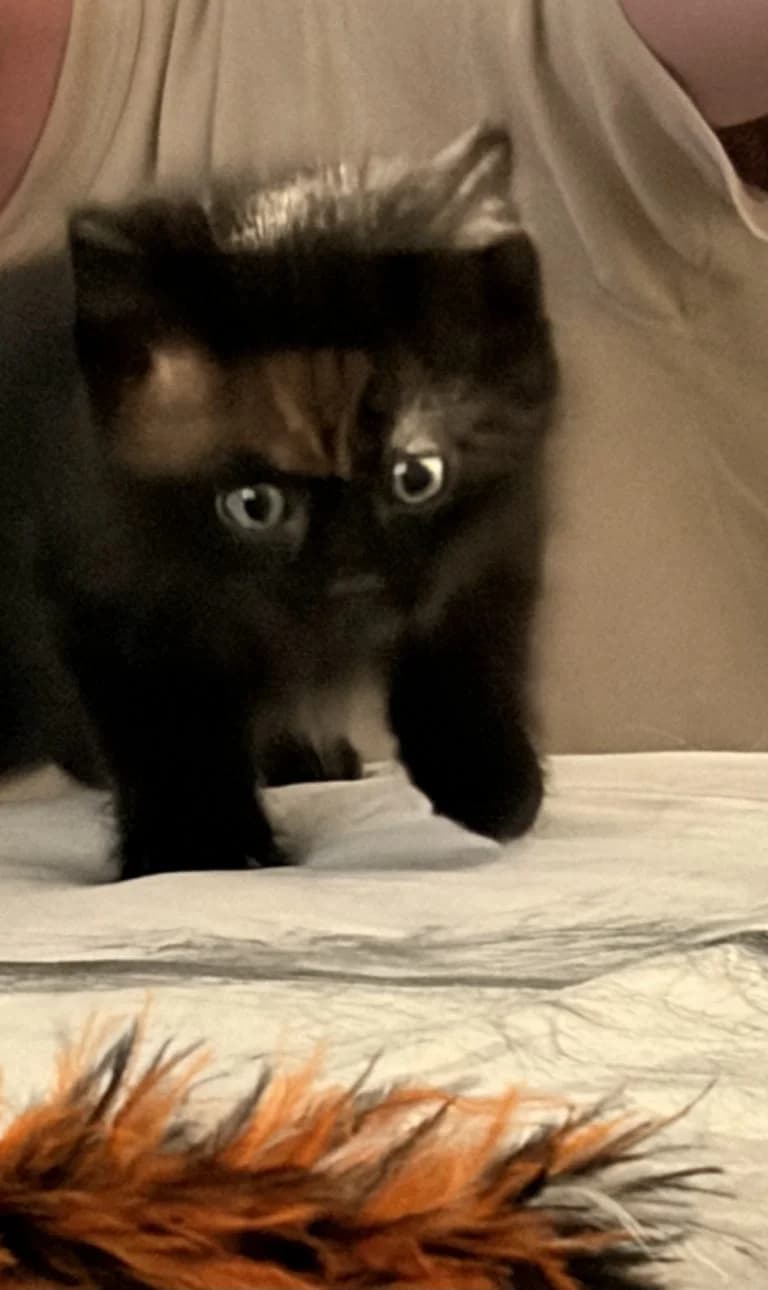 HEPHAISTOS,  European Shorthair for adoption at Le Chat Doc