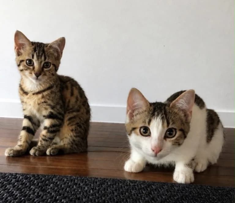 HERCULE ET POIROT,  European Shorthair for adoption at Le Chat Doc