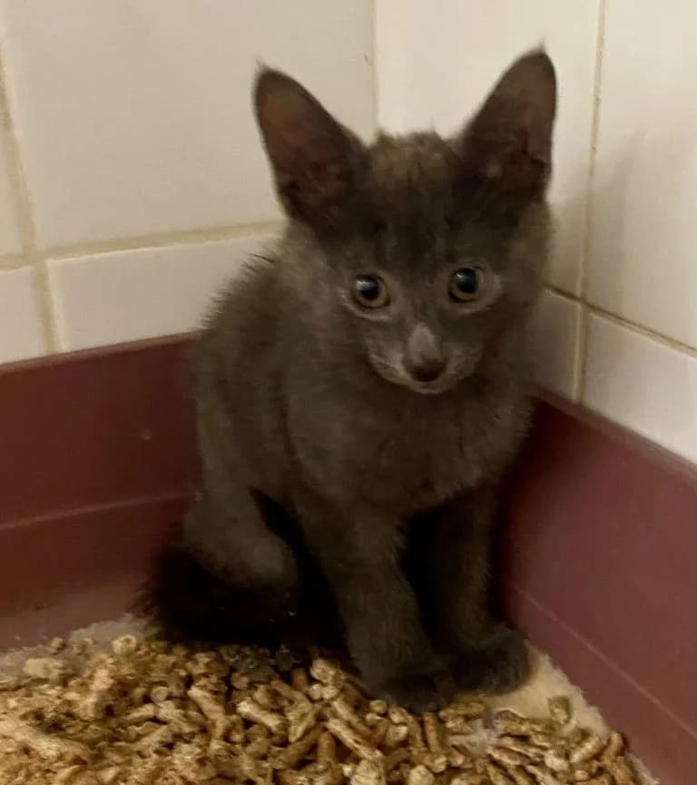 HOUPETTE,  Russian Blue for adoption at Le Chat Doc
