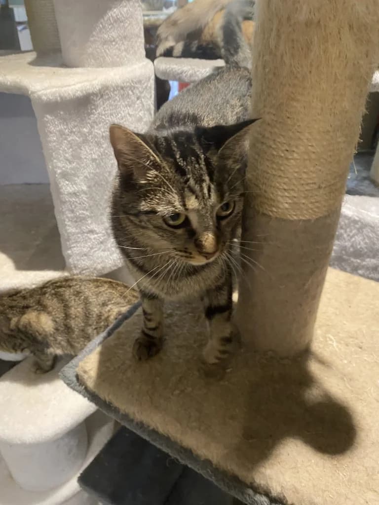 IZEM, European Shorthair for adoption at Le Chat Doc