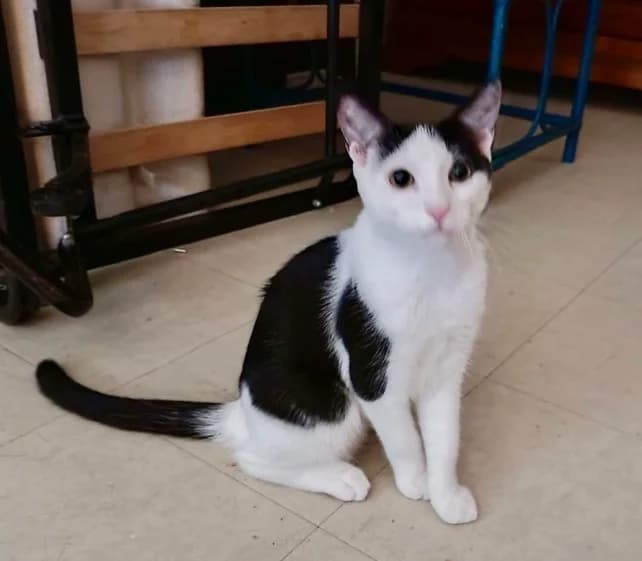 KAMINARI, male European Shorthair for adoption at Chat d