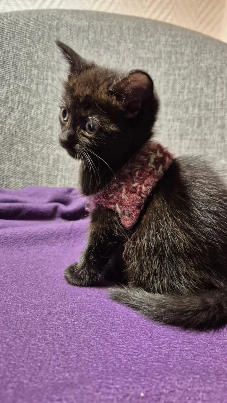 KHOY,  European Shorthair for adoption at Le Chat Doc