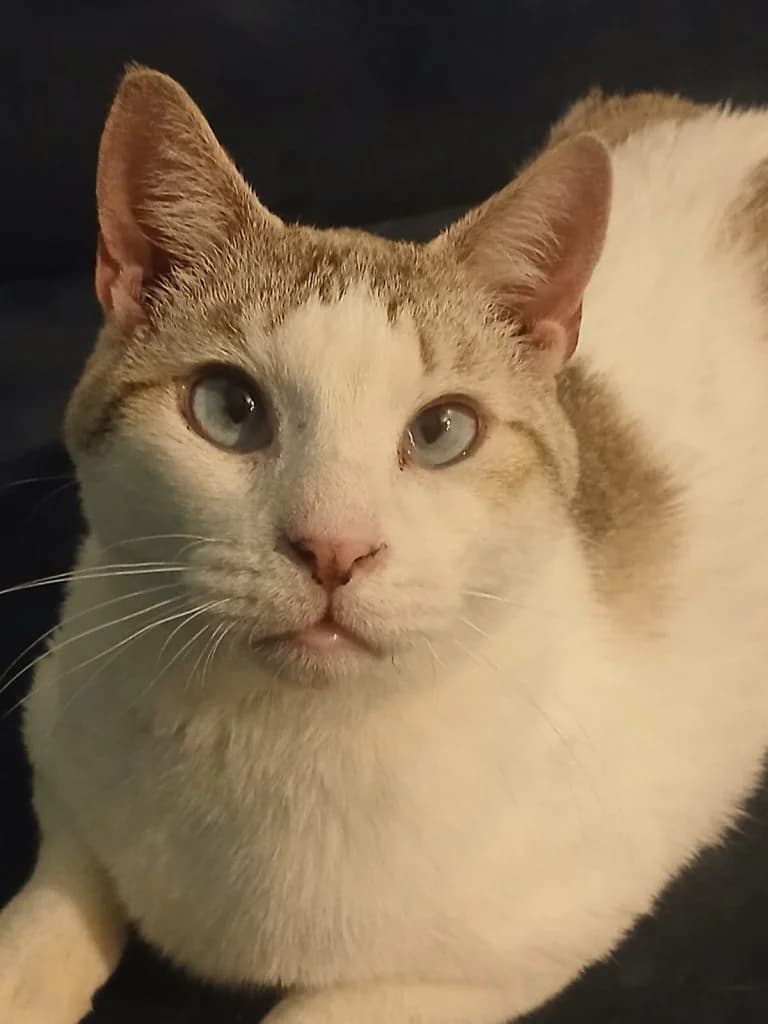 KIKOU,  European Shorthair for adoption at Le Chat Doc