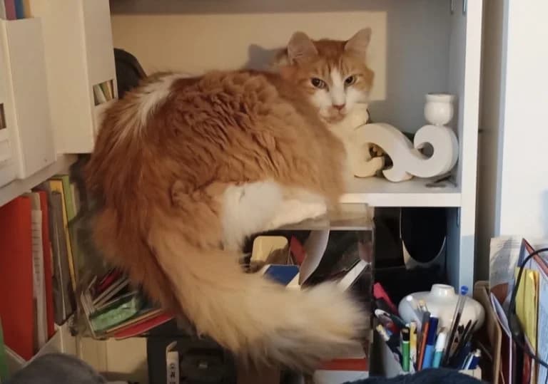 KIKYO,  European Shorthair for adoption at Le Chat Doc
