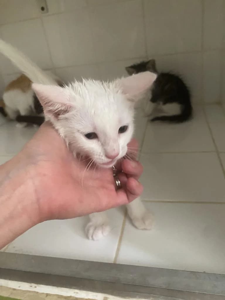 KIWI,  European Shorthair for adoption at Le Chat Doc
