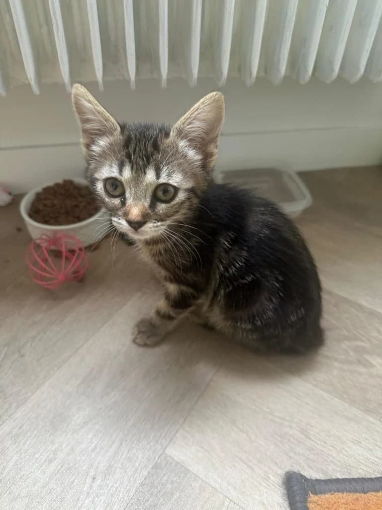 ANTIFA,  European Shorthair for adoption at Le Chat Doc