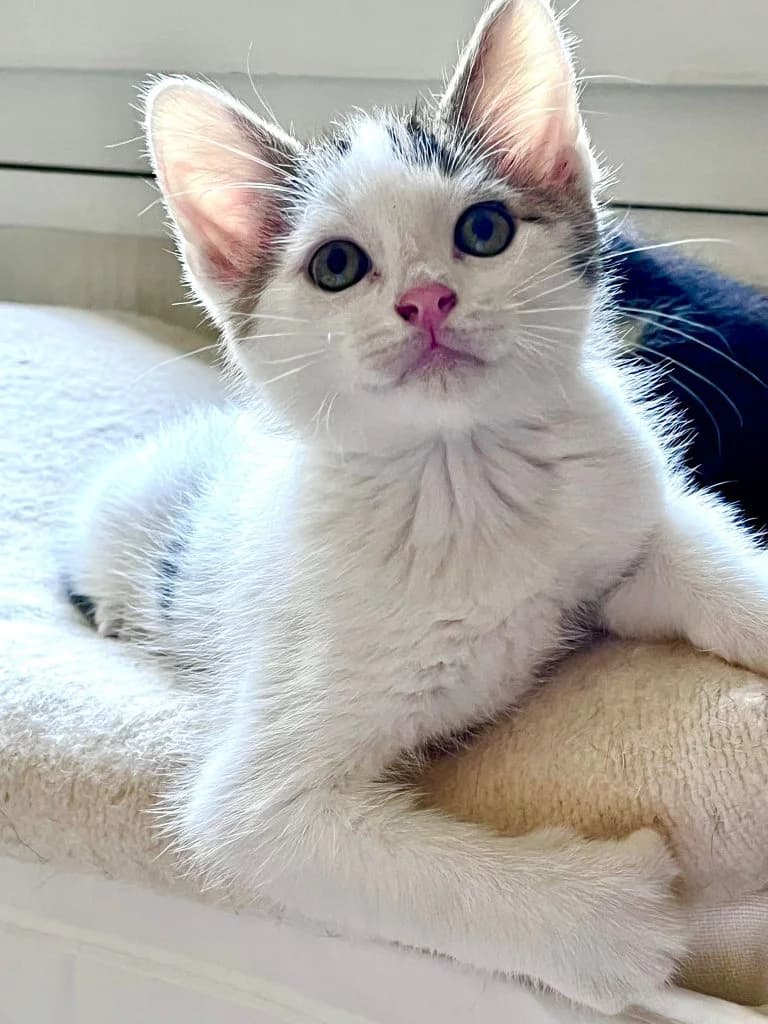 KOULI,  Mixed Breed for adoption at Le Chat Doc