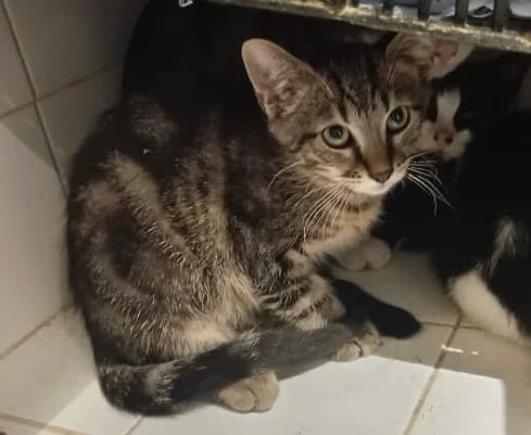 LE CHÉ,  European Shorthair for adoption at Le Chat Doc