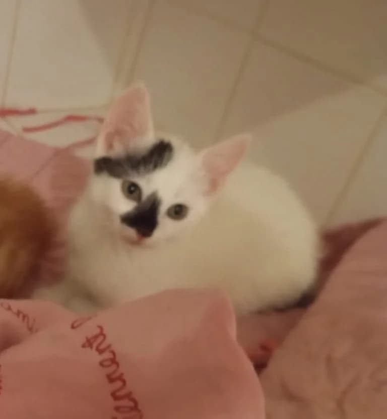 LEONARD DE VINCI, European Shorthair (Le Chat Doc)