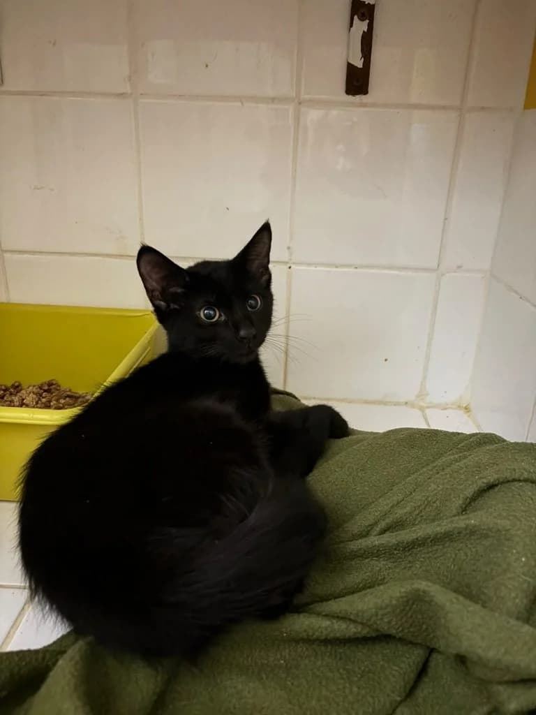 LORENZO,  European Shorthair for adoption at Le Chat Doc