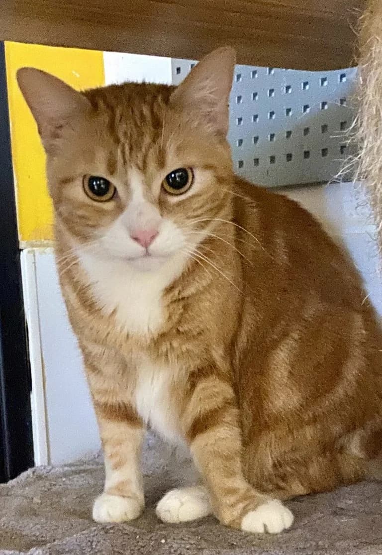 MAARA,  European Shorthair for adoption at Le Chat Doc