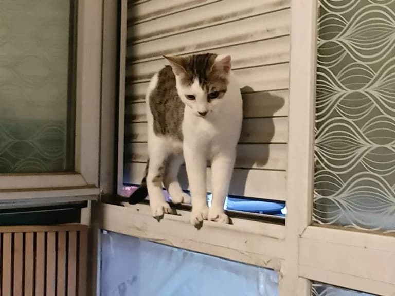 MALMOTH, male European Shorthair for adoption at Chat d