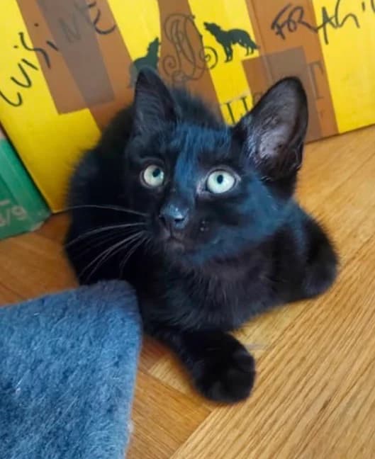 MATSES (Barak),  European Shorthair for adoption at Le Chat Doc