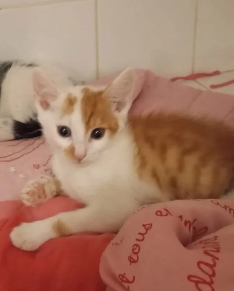 MICHEL ANGE,  European Shorthair for adoption at Le Chat Doc