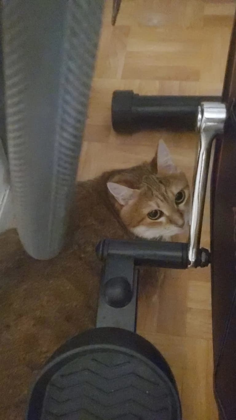 MIMI,  European Shorthair for adoption at Le Chat Doc
