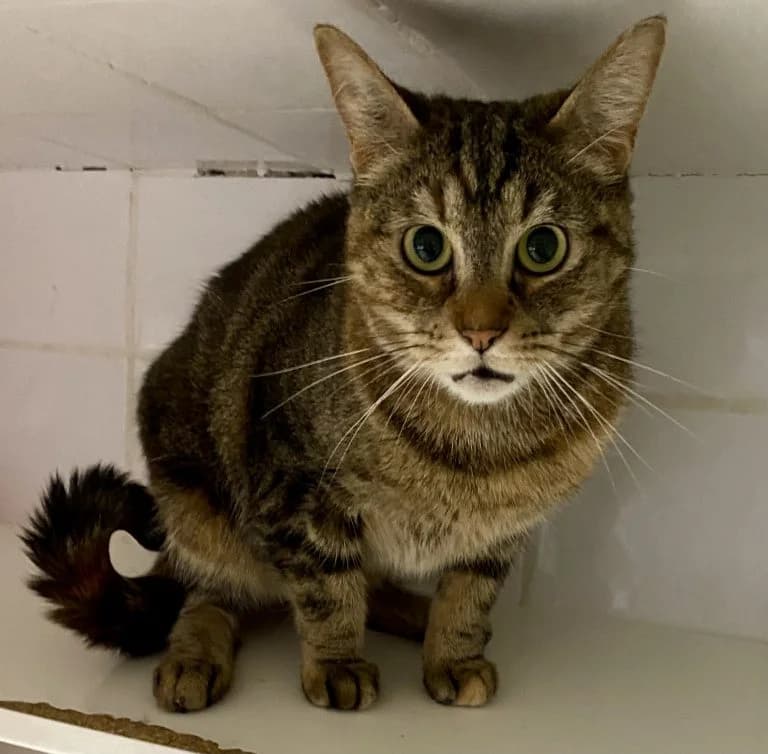 MIRA,  European Shorthair for adoption at Le Chat Doc