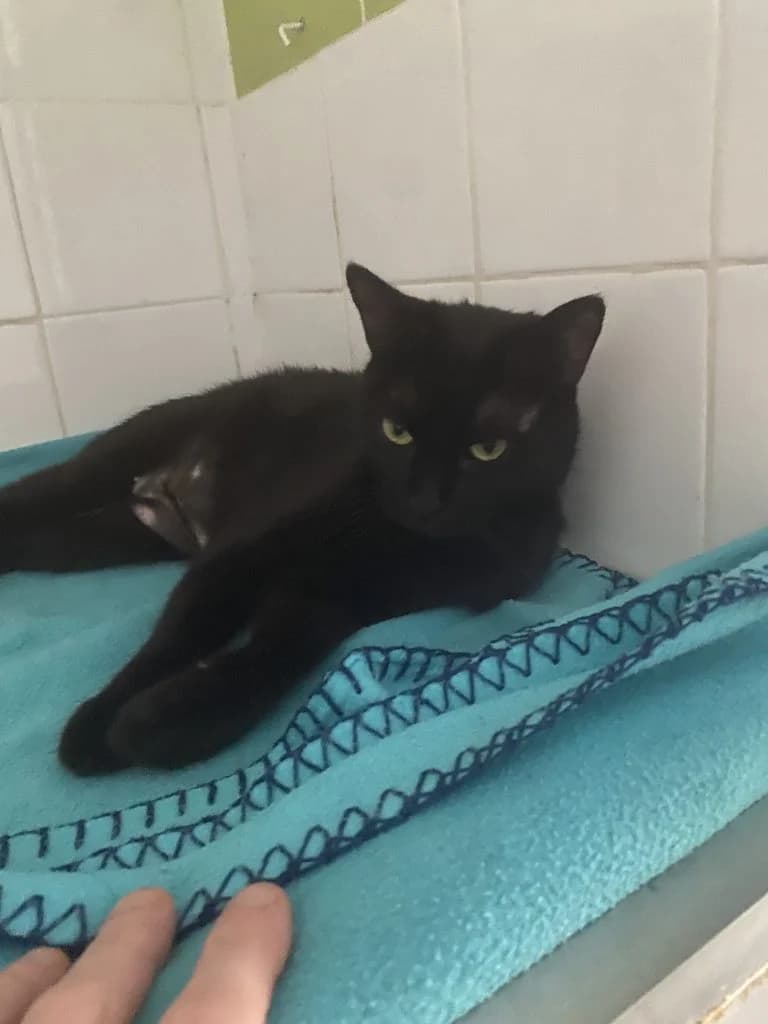 MOZAMBIK,  European Shorthair for adoption at Le Chat Doc