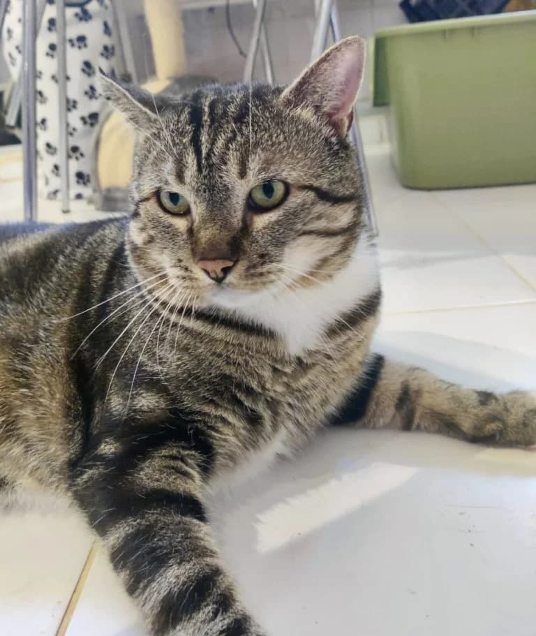 MUFASA,  Mixed Breed for adoption at Le Chat Doc