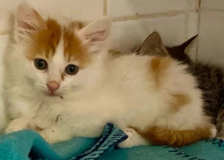 NACHOS, male European Shorthair for adoption at Chat d