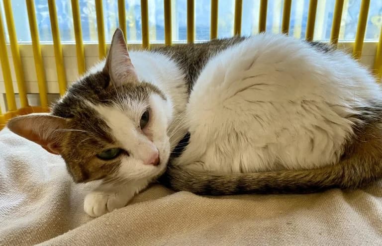 NAOKI,  European Shorthair for adoption at Le Chat Doc