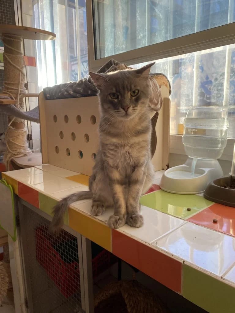 NEONAR,  European Shorthair for adoption at Le Chat Doc