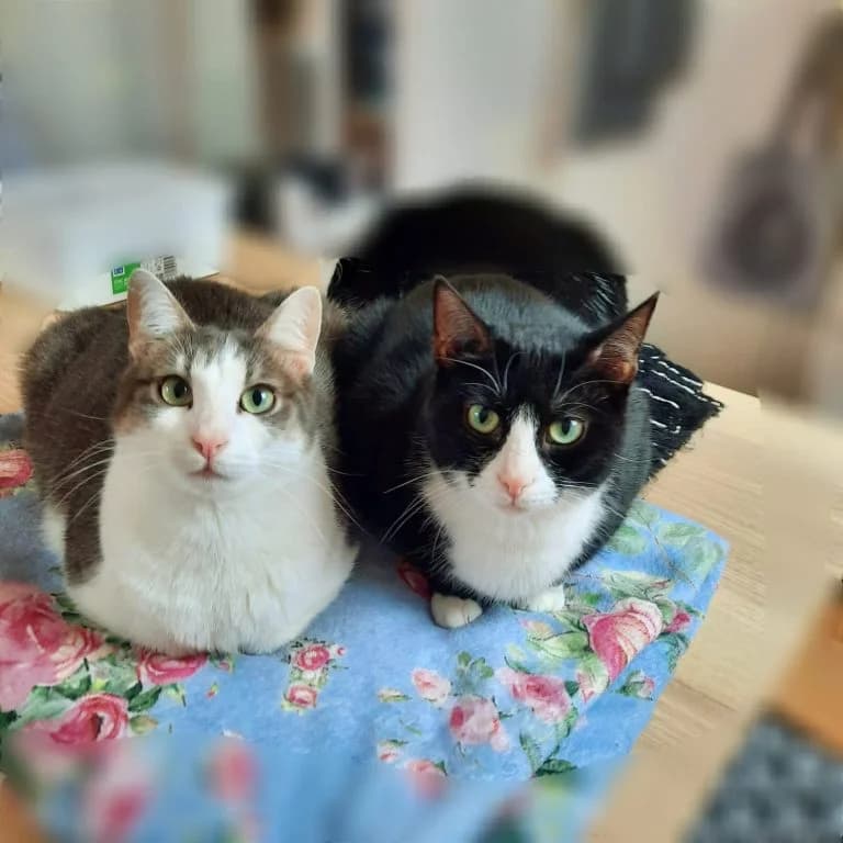NOA et BIDULE,  European Shorthair for adoption at Le Chat Doc