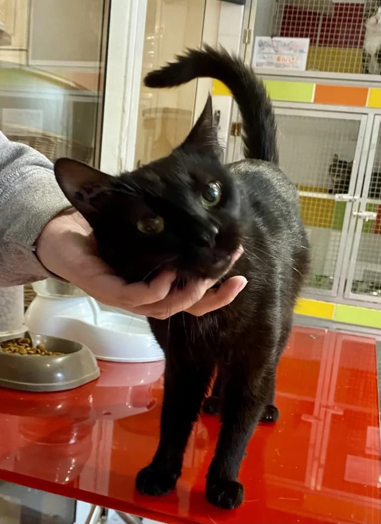 OLIVE,  European Shorthair for adoption at Le Chat Doc
