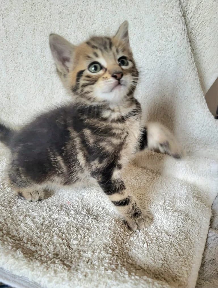 OTHELLO,  European Shorthair for adoption at Le Chat Doc