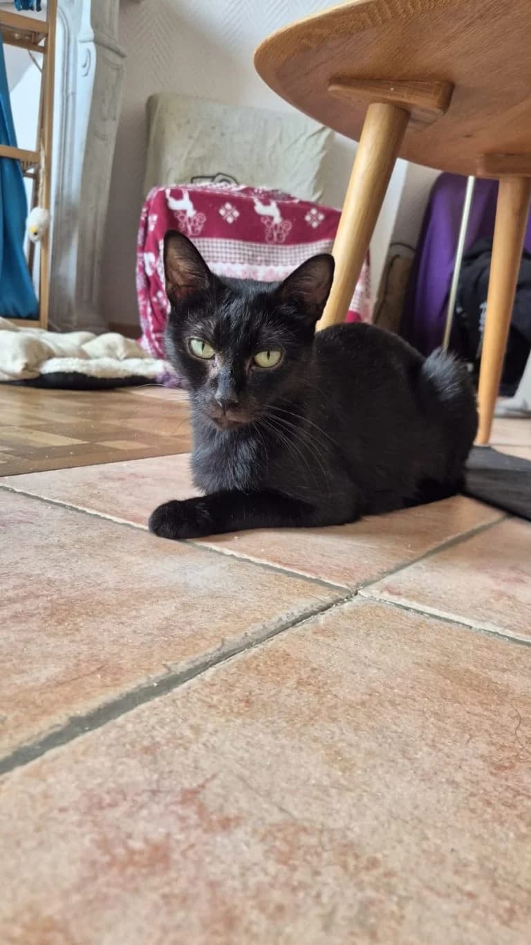 OURMIA,  European Shorthair for adoption at Le Chat Doc
