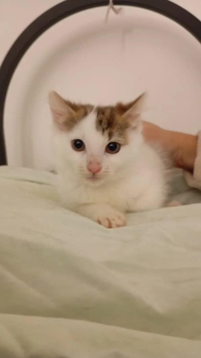 PAQUERETTE, female European Shorthair for adoption at Chat d