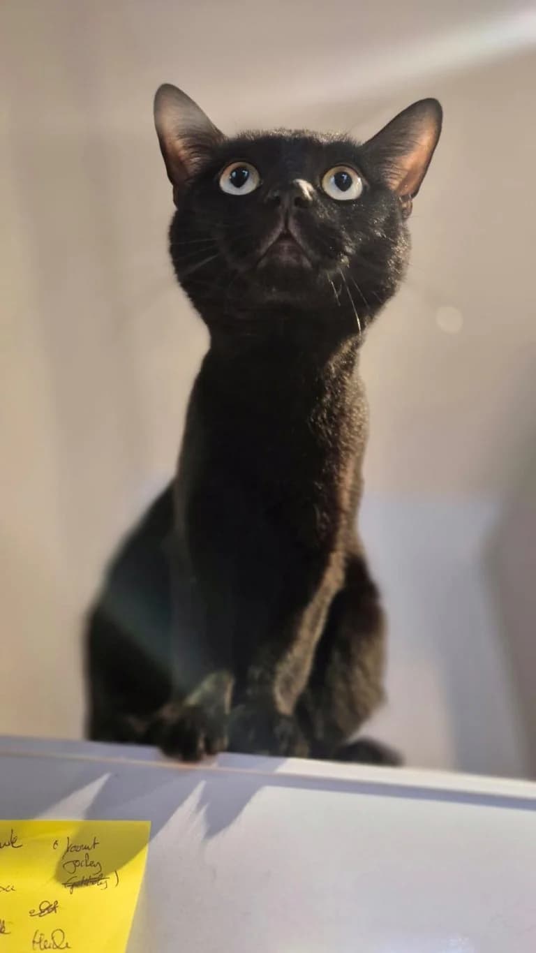 PATOCLE, male European Shorthair for adoption at Chat d