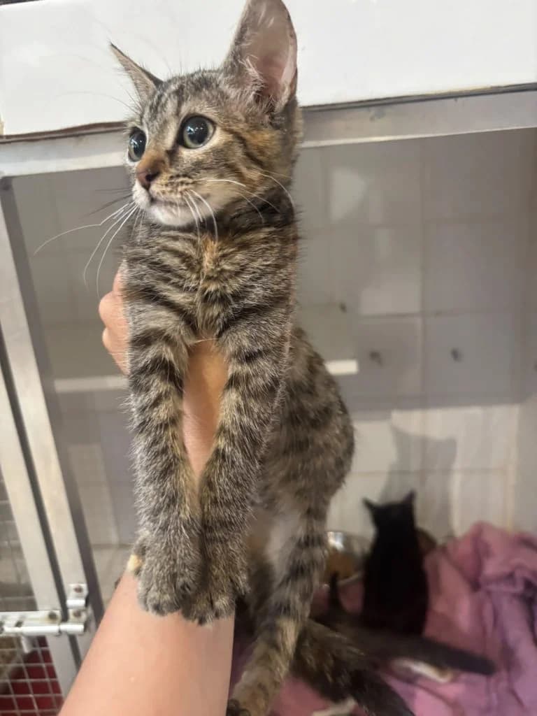 PLAZHI,  European Shorthair for adoption at Le Chat Doc