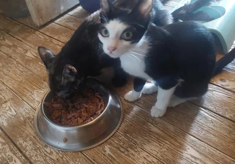 PLEUROTTE et AMANITE,  Mixed Breed for adoption at Le Chat Doc