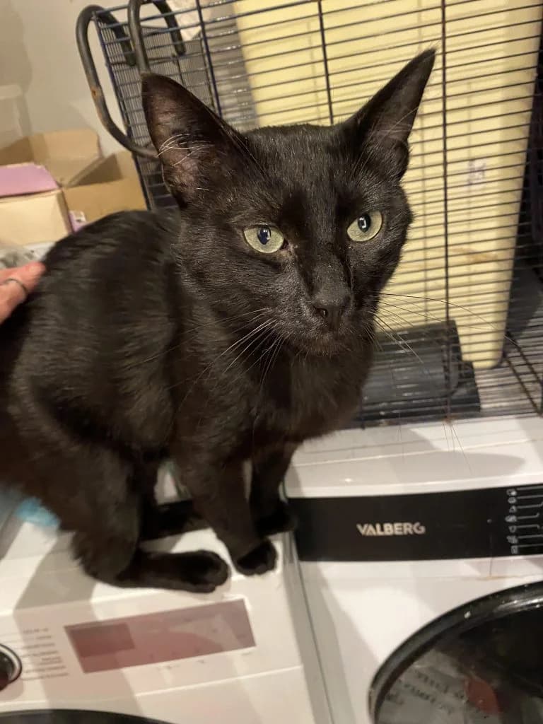 PORTOCHE,  European Shorthair for adoption at Le Chat Doc
