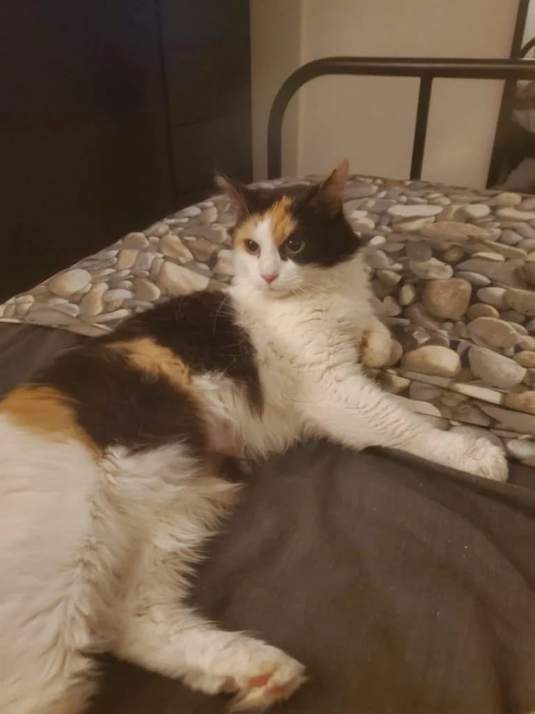 PRINCESSE,  European Shorthair for adoption at Le Chat Doc
