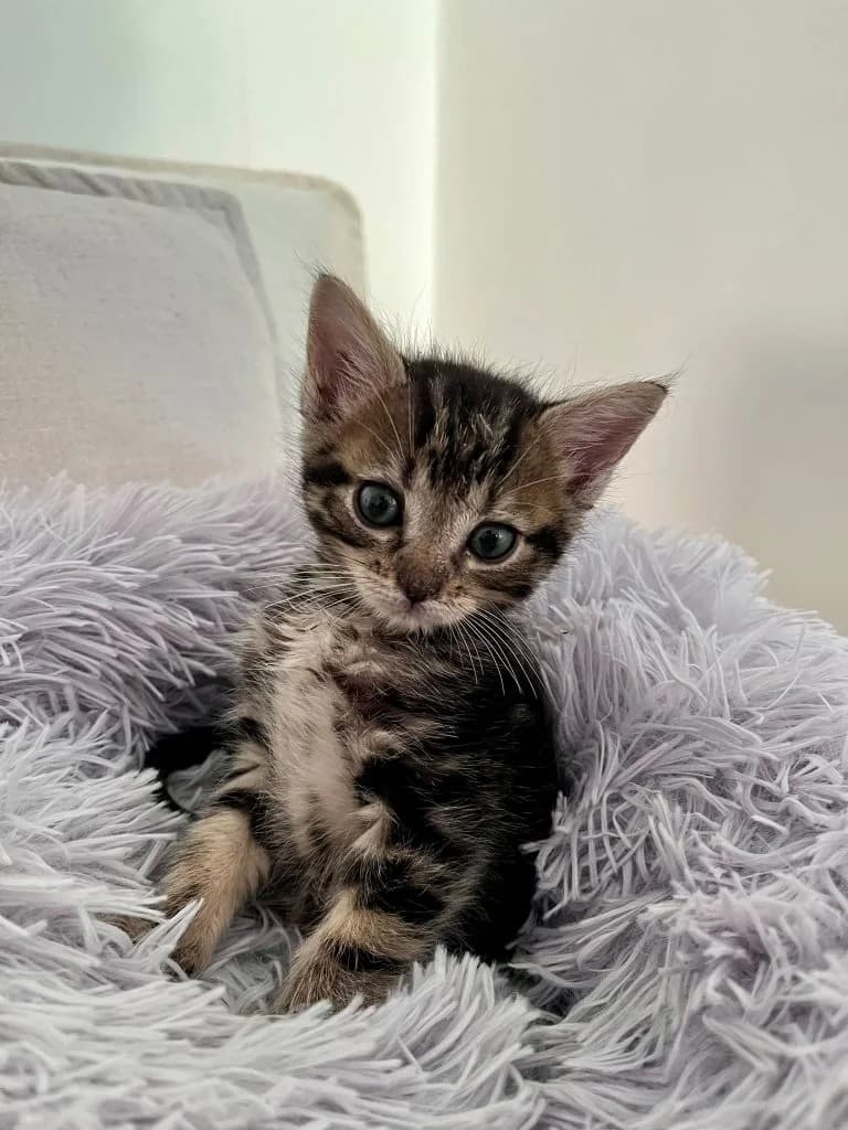 RIFIFI, European Shorthair (Le Chat Doc)