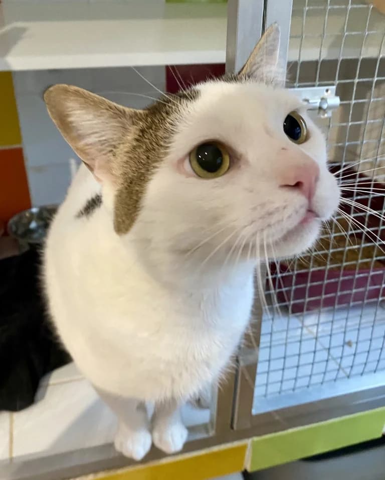 ROLLING STONES,  European Shorthair for adoption at Le Chat Doc